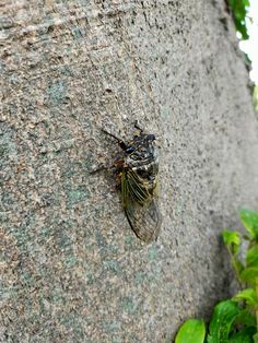 a cica sitting on the side of a large rock