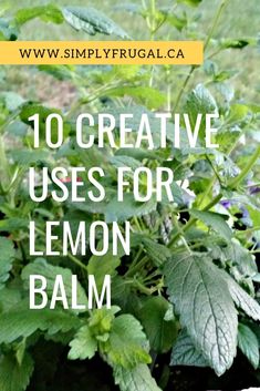 a close up of a plant with the words 10 creative uses for lemon balm