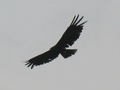 a large black bird flying in the sky