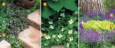 four different types of plants in the garden