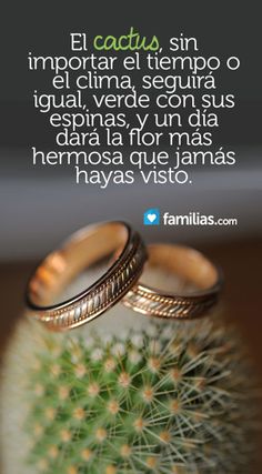 two wedding rings sitting on top of a cactus plant with the words, el cactu