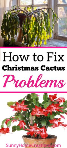 a potted plant with red flowers and the words how to fix christmas cactus problems