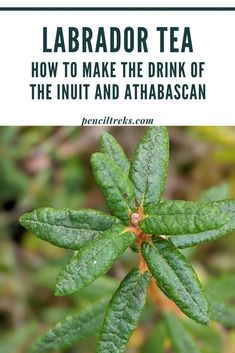 a green leafy plant with the words labrador tea how to make the drink of the nut and athabascan