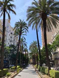 palm trees line the walkway between two buildings