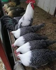 several chickens are standing on the ground in their pen