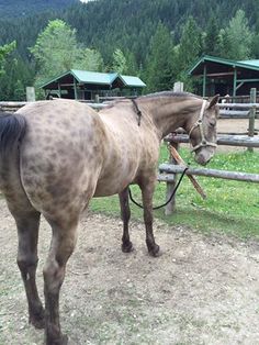 a brown horse standing on top of a dirt field next to a wooden fence and green trees