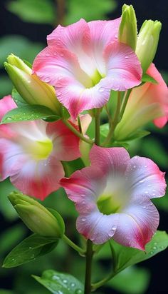 pink and white flowers with green leaves in the background