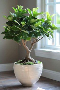 a bonsai tree in a white bowl on a wooden floor