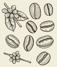 hand drawn coffee beans and pods illustration