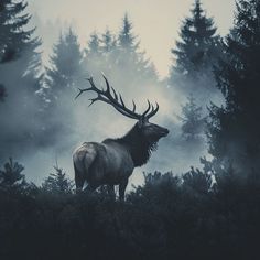 Elk Pictures: Wildlife Wonders in HD Elk Wallpaper, Elk Art, Elk Pictures, Elk Photo, Majestic Deer, Nature Words, Bank Robber, Wild Heart, Animal Silhouette