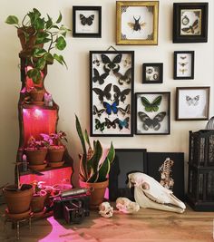 a room filled with lots of different types of framed pictures on the wall next to plants