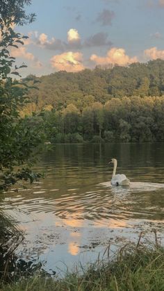 a white swan swimming on top of a lake next to a lush green forest covered hillside