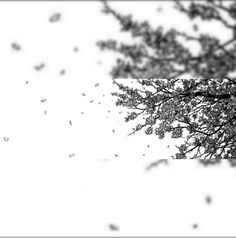 black and white photograph of tree branches in the snow with falling leaves on it's branches