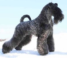 a black dog standing in the snow