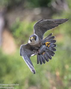 a bird flying through the air with it's wings spread