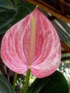 a pink and white flower with green leaves