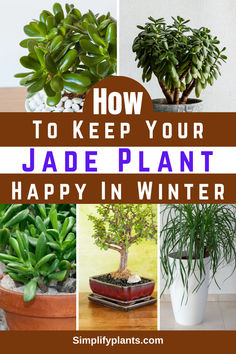 how to keep your jade plant happy in winter