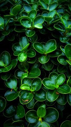 green leaves are growing on top of each other