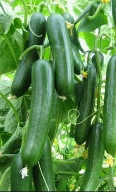 cucumbers growing on the vine in an outdoor garden