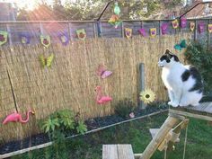 a black and white cat sitting on top of a wooden bench next to a fence