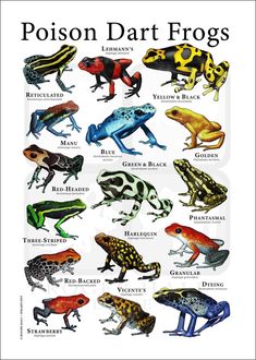 the different types of frogs are shown in this poster, which shows them's colors and