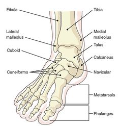 the foot and ankle bones with labels