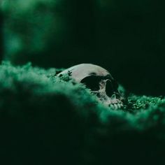 a skull in the middle of mossy ground with green light coming from behind it