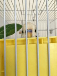 a yellow bird in a cage with bars on it's sides