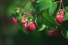 raspberries growing on a tree with green leaves