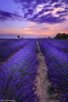 the sun is setting over a field of lavender