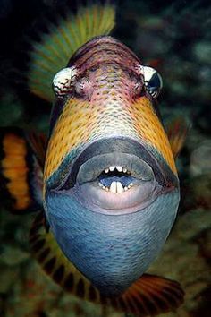 a fish that is looking at the camera with its mouth open and it's eyes wide open