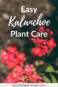 red flowers with text overlay that says easy kalonchoe plant care on it