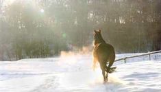 a horse running in the snow with trees in the background