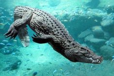 an alligator swimming in the water surrounded by fish