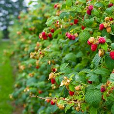 raspberries growing on the side of a tree with green leaves and red berries