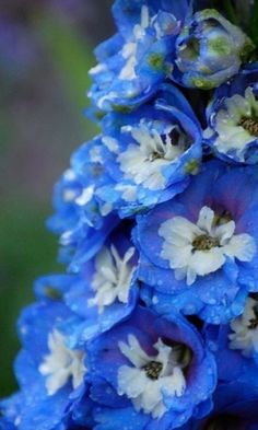 blue and white flowers with water droplets on them