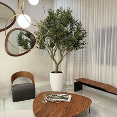 a living room filled with furniture and a potted tree