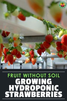 fruit without soil growing hydroponic strawberries