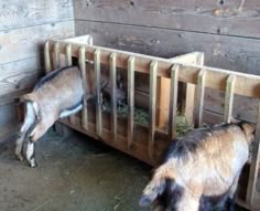 two goats are eating hay in their pen