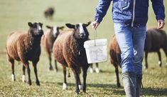 a man in blue jacket walking with bucket and herd of sheep