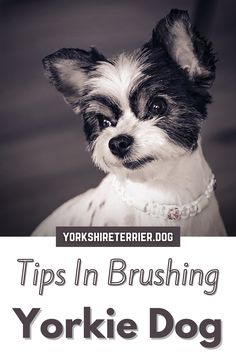 yorkie terrier dog in white dress looking at the camera with text overlay that reads tips in brushing yorkie dog