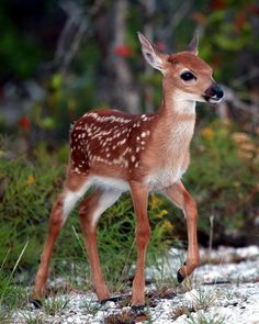 a small deer standing on top of snow covered ground