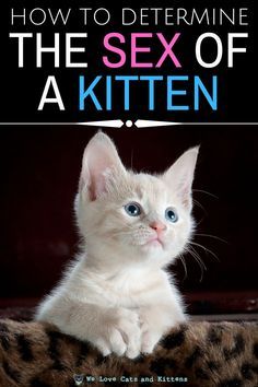 Litter Tracking, Cat Health Problems, Cat Crying, Newborn Kittens, Cat Perch, Healthy Cat, Cat Care Tips, Baby Kittens, Cat Training