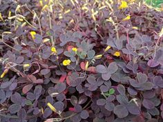 purple plants with yellow flowers in the middle