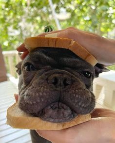 a small dog is being held in front of the camera with a sandwich on its head