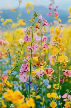 many different colored flowers in a field