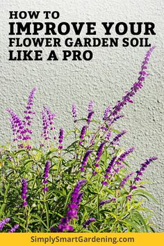 purple flowers with text overlay how to improve your flower garden soil like a pro