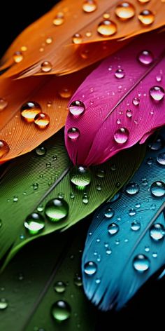 colorful feathers with drops of water on them