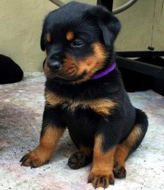 a small black and brown dog sitting on top of a cement floor next to a wall