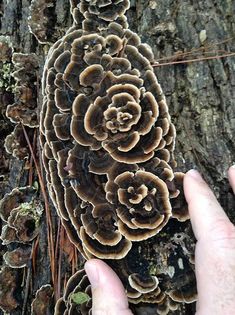 a close up of a person's hand next to a mushroom on a tree